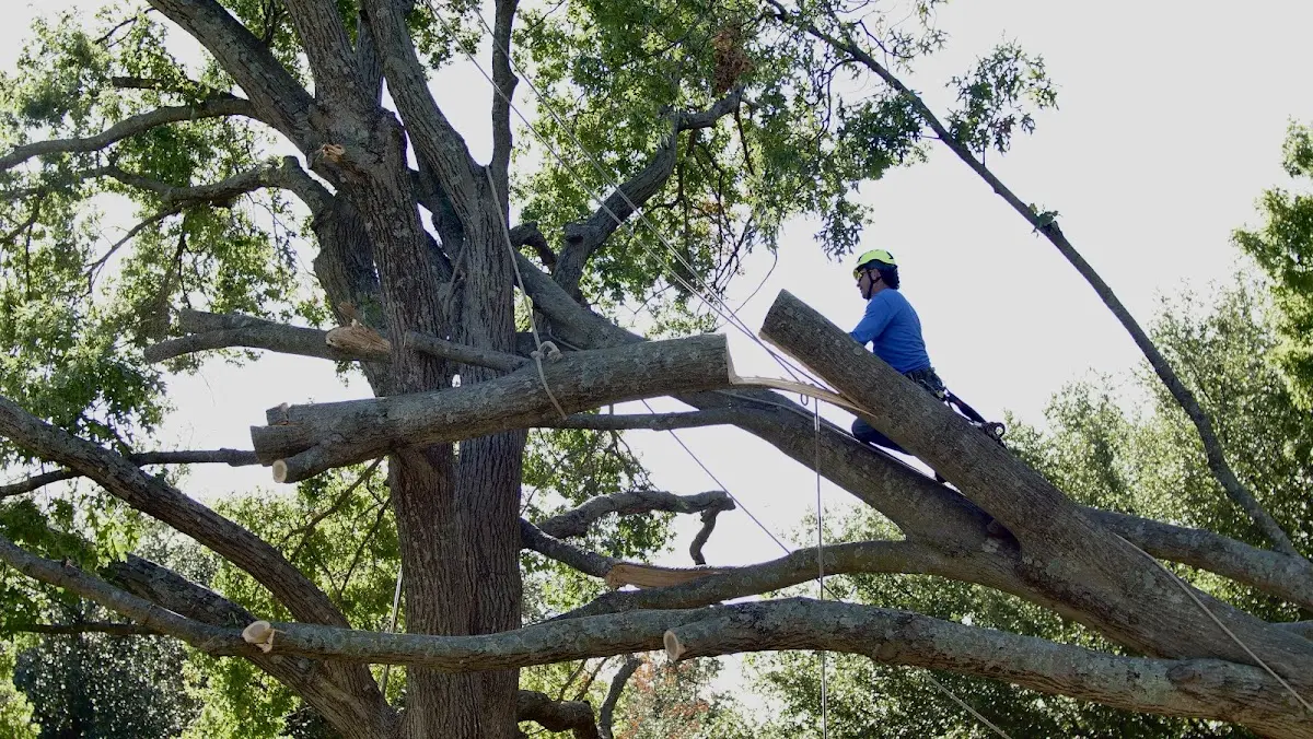 Professional Hazardous Tree Removal performed by certified arborists in Jarreau