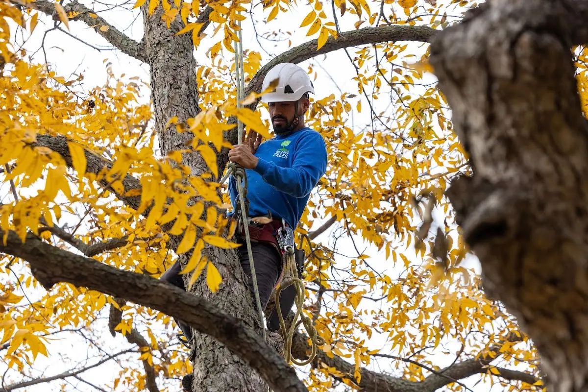 Skilled Storm Damage Cleanup crew working in Jarreau
